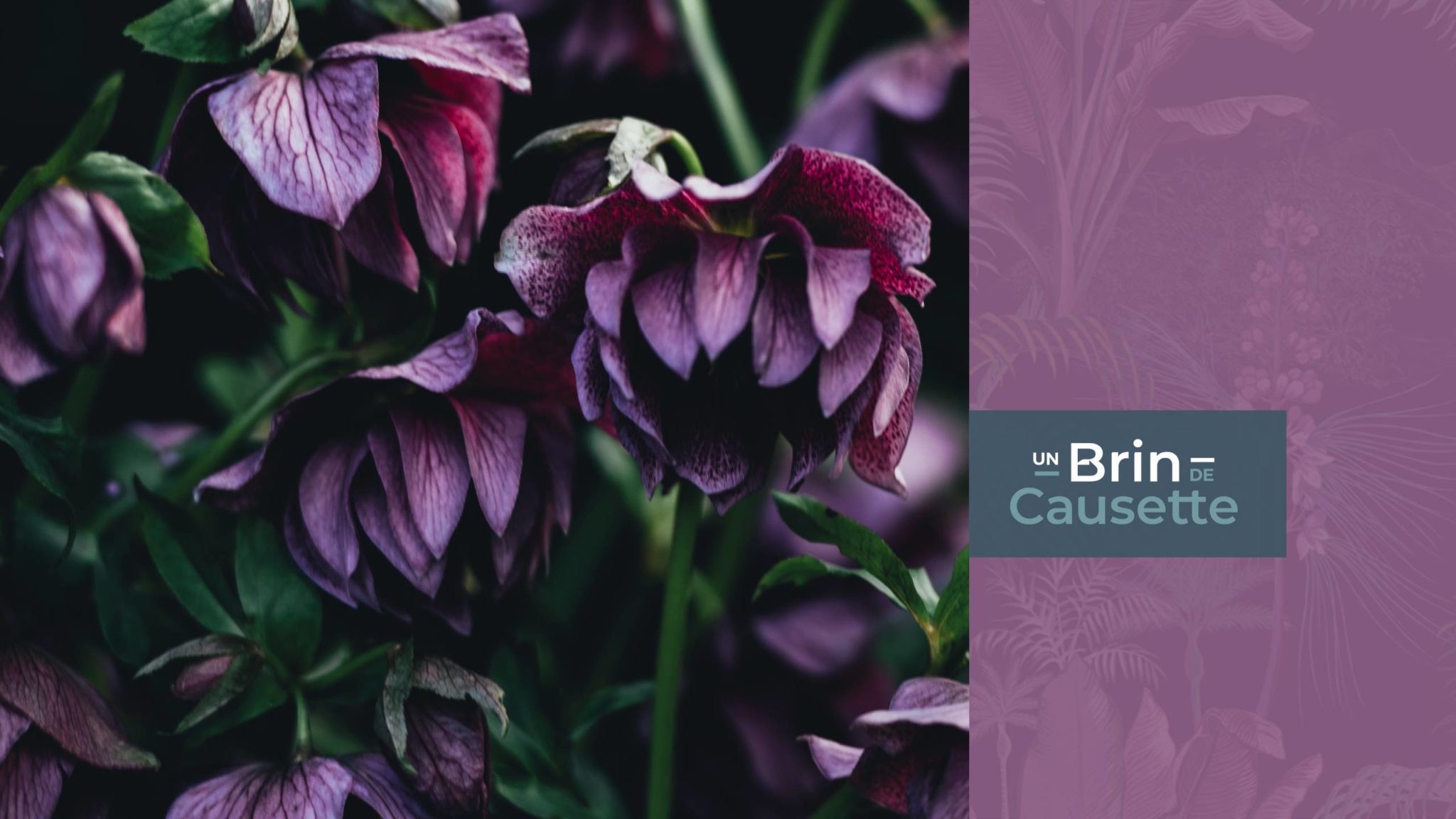 Un Brin de Causette Un Brin de Causette