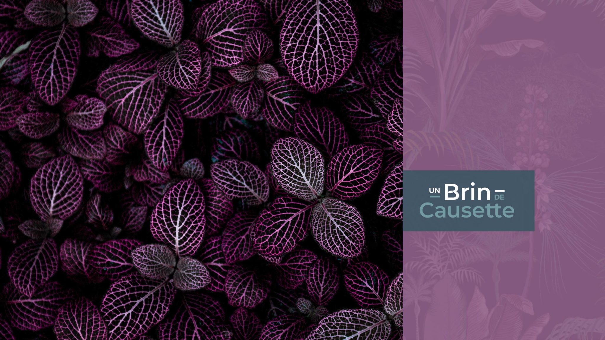 Un Brin de Causette Un Brin de Causette