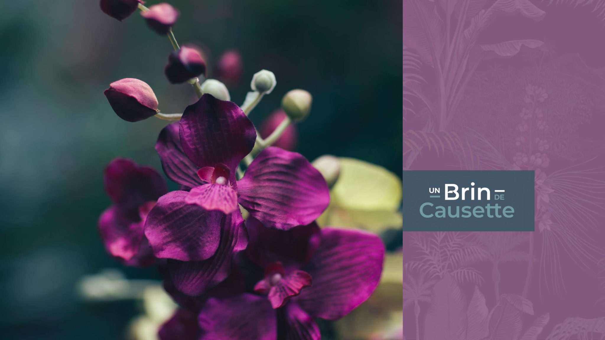 Un Brin de Causette Un Brin de Causette